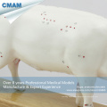 A07(12006) Plastic Veterinarian's Pig Anatomical Acupuncture Models 12006